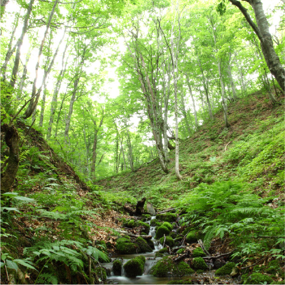 白神山地とは？